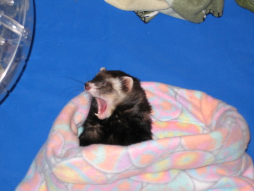 03172008_yawn.jpg