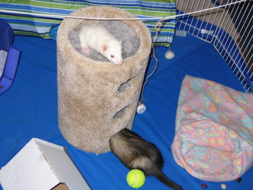 03222008_ferrettower.jpg