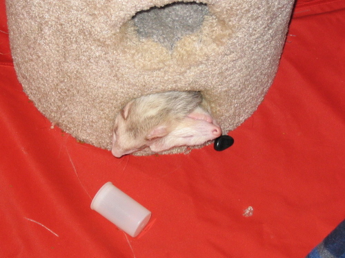 04182008_twoheadedferret.jpg