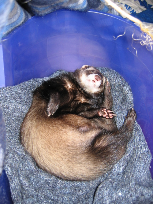 04302008_chubbyferret.jpg