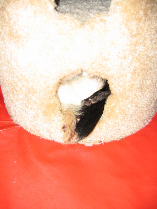 05052008_twotails.jpg