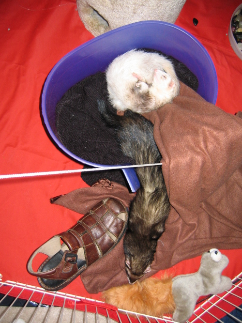 05112008_sleepingferretsarecute1.jpg