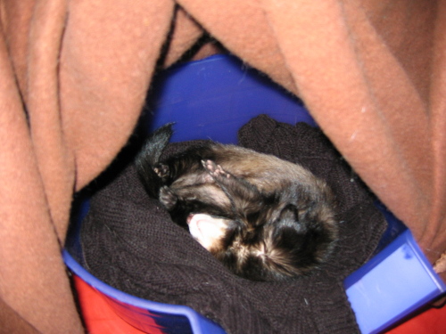 05132008_sleepingferretsarecute2.jpg