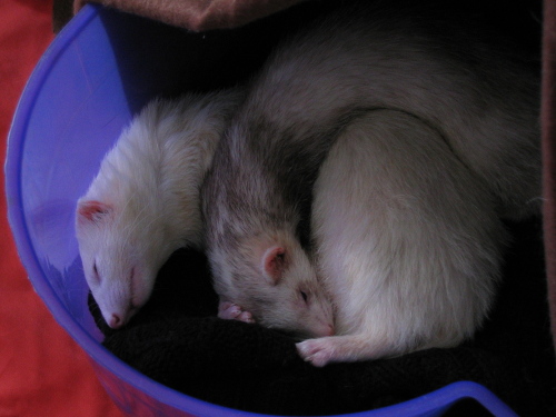 05142008_sleepingferretsarecute3.jpg