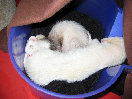 05152008_sleepingferretsarecute4.jpg