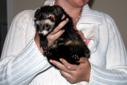 05192008_fuzzyferret1.jpg