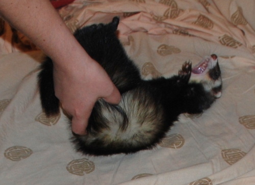 07072008 nooooonotthebuttwigglel