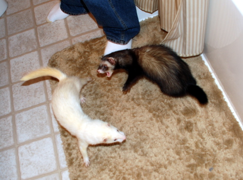 07292008 ferretfightinthebathroom