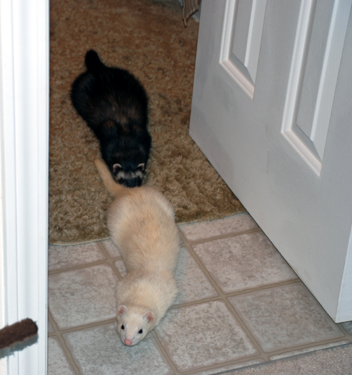 09292008 ferrettrain