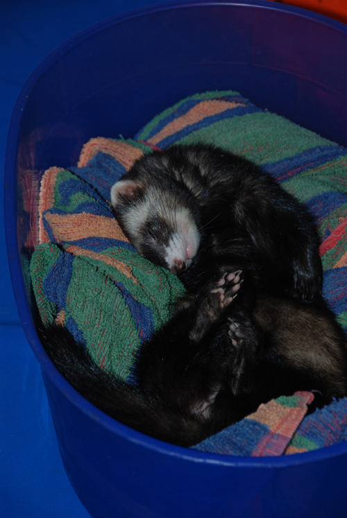 10042008 Jferret