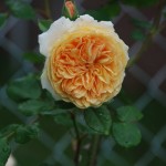 Happy Mother’s Day!