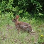 Meet one of the neighborhood bunnies