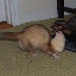 No matter where a ferret lands…