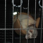 The trials and tribulations of ferret captivity