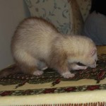 Ares being a ferret