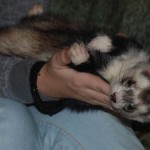 This is why Draco gets all the attention at times